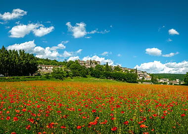 Poppy Field