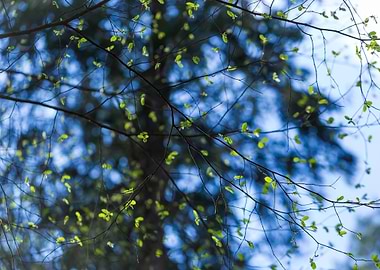 Tree Nature Spring Plant B