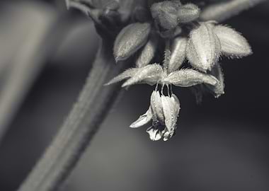 Beautiful male Cannabis