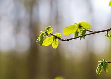 Tree Nature Spring Plant B