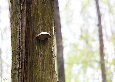 Nature Hub Forest Green Fu