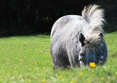 Shetland pony