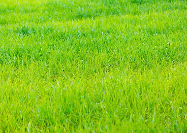 Agriculture Asia Autumn Ba