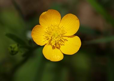 Ranunculus acris flower