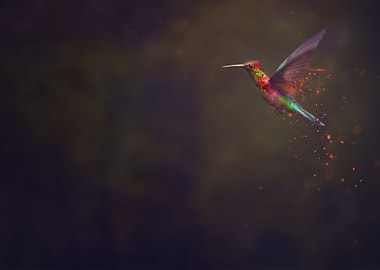Hummingbird