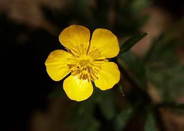 Ranunculus acris flower