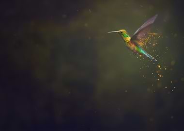 Hummingbird