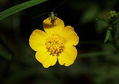 Ranunculus acris flower