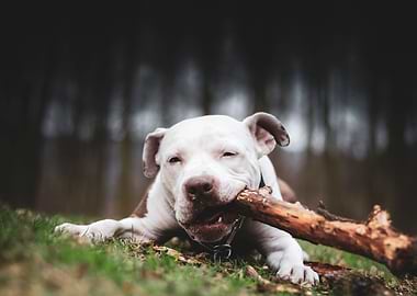 Young pitbull terrier