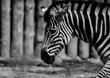 Zebra