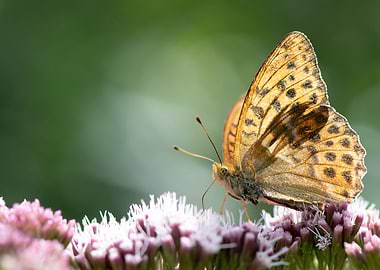 Fritillary