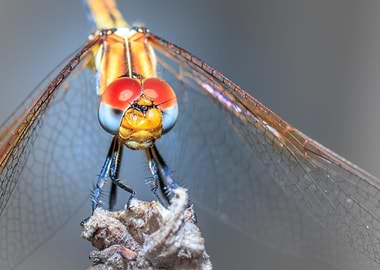 Dragonfly