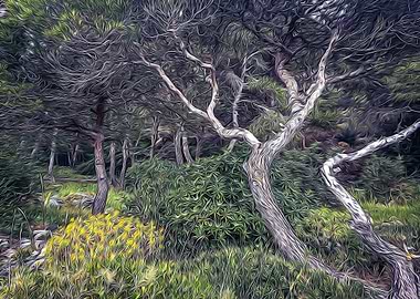 Maritime pine in Riviera