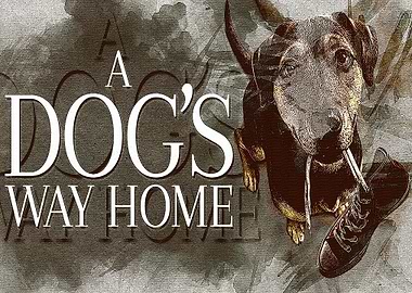 A dogs way home