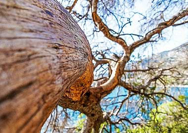 Maritime pine in Riviera