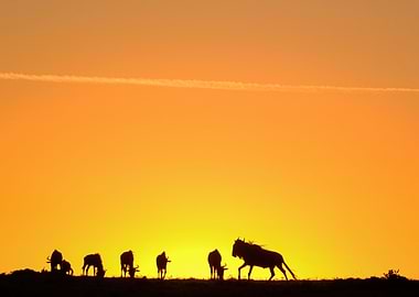 wildebeests during sunset