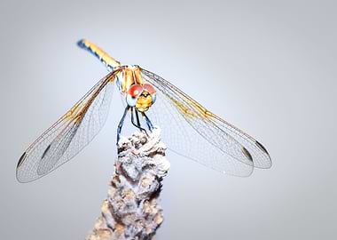 Dragonfly