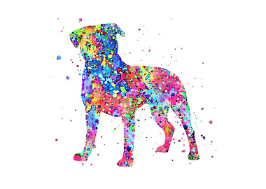 American Pit Bull Terrier