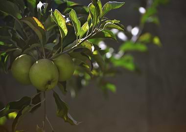 green tree apple