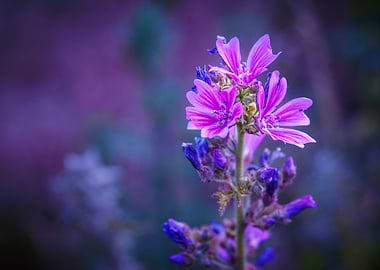 Wild Flowers of Essex