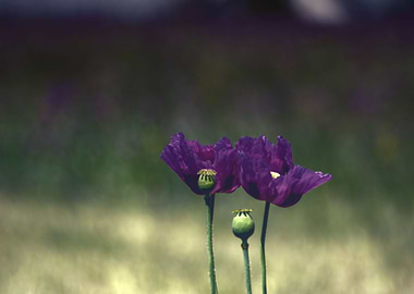 Purple poppies