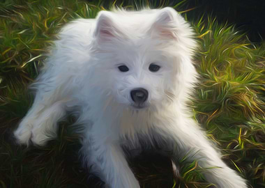 Samoyed Puppy