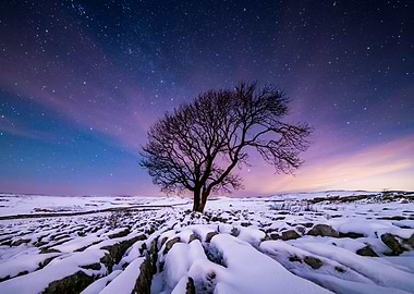 Lone Tree in Winter