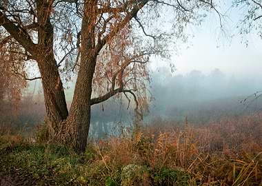 Autumn Background Beautifu