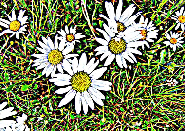 Daisies