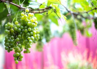 green grapes