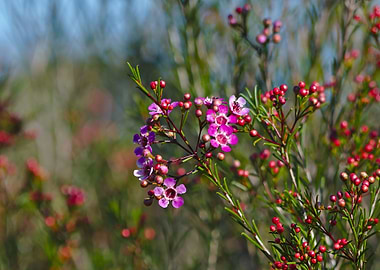 A Geraldton Wax Flower