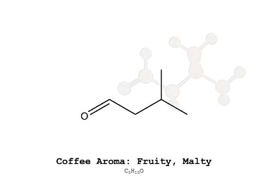 Coffee Aroma Fruity Malty