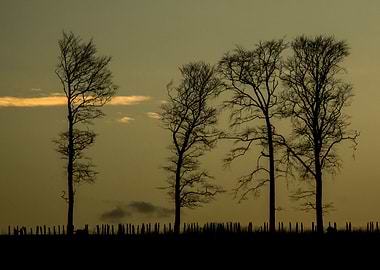 Trees at Golden Twilight