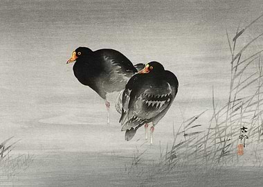 Two moorhens