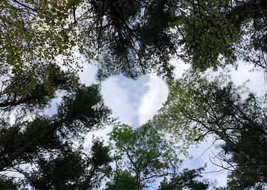 Heart Forest