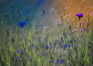 cornflower