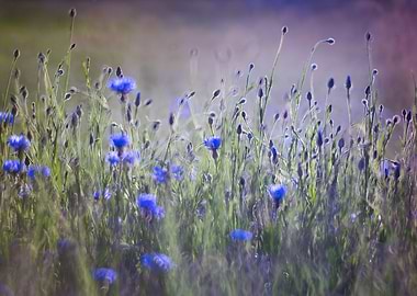 cornflower blue