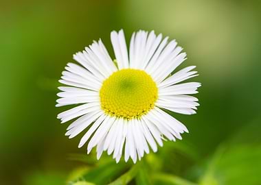 Bellis perennis is a commo