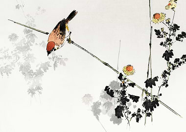 Japanese swallow bird