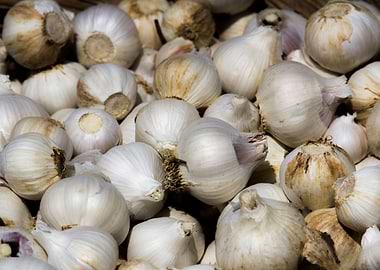 Garlic garlic and garlic