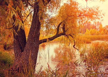 Autumn Background Beam Bea