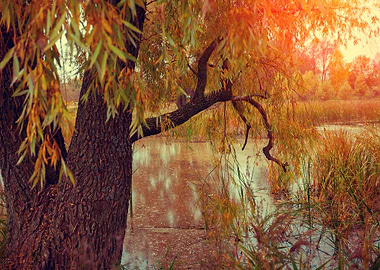 Autumn Background Beam Bea