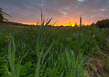 Agriculture Beams Beautifu
