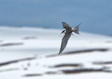 Common Tern