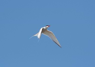 Common Tern