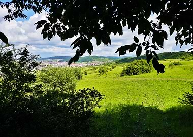 View from the forest