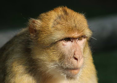 Monkey face closeup