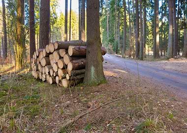Forest Path Green Tree Roa