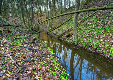 Natural Nature Park Marsh