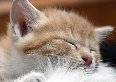 Sleeping Kittens